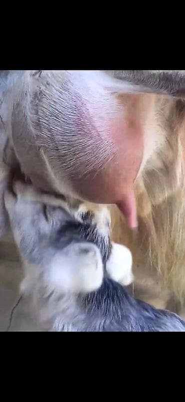 bala keci: Satılır: Ana keçi balası ilə - Növ: Yerli keçi - Komplekt: Ana keçi + — 5