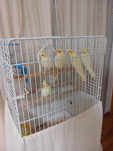su donuzu: Tam saglam cüt karella quşları erkək dişi qəfəslə qiymət fərqli olacaq — 4