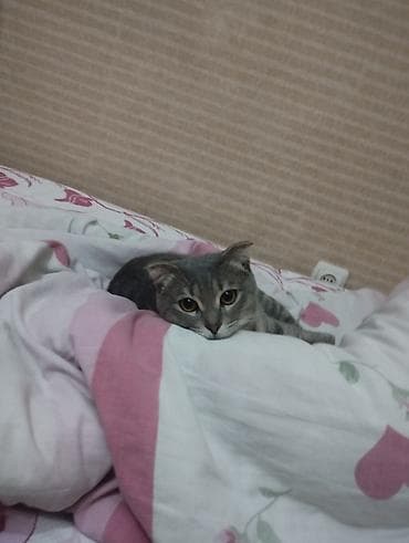 boyumeyen pisik: Şotland yastı qulaq — 3