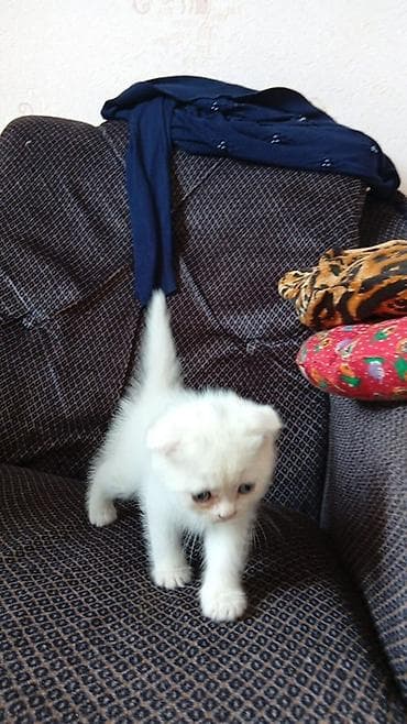 heyvan sahiblendirme: Şotland yastı qulaq, Yaxşı əllərə — 4