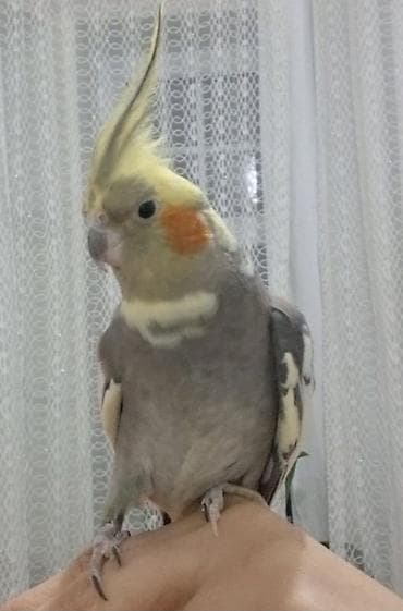 Digər heyvanlar: Korella tecili pul lazimdir. satiram. Erkekdir — 2