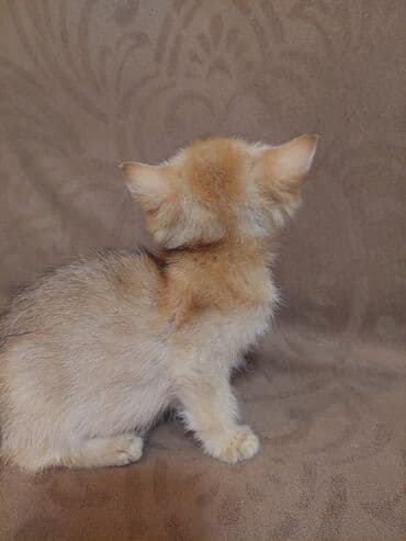 купить шотландского котенка: Золотая шиншилла, Самка, В добрые руки, Самовывоз — 5