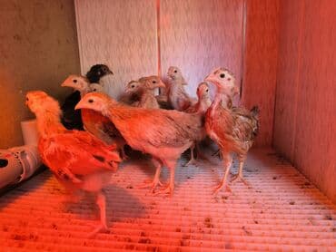 Digər heyvanlar: 1 aylıq tam sağlam çox aktiv kucinka cücələr satılır — 4