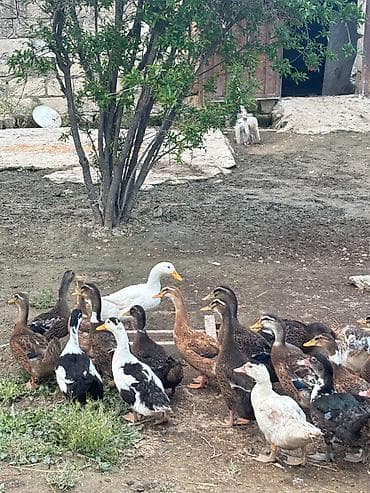 it balasi satisi: Dişi, Damazlıq, Ünvandan götürmə — 1