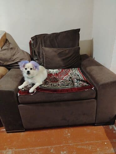 ağ quyruq: Şpitz, 4 ay, Erkek — 2