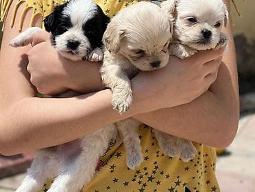 afçarka balası: Pekines, 2 ay, Sənədli, Pulsuz çatdırılma, Ödənişli çatdırılma — 1