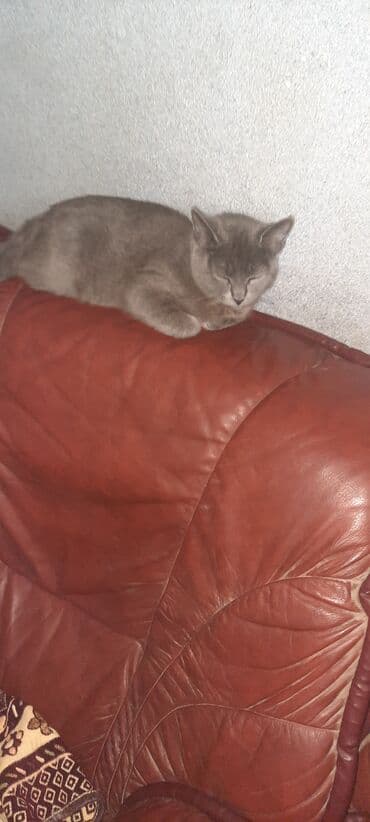 Boz rəngli ev pişiyi - Qısa, sıx və parlaq tük örtüyü, yeknəsəq boz lalafo.az -da Boz rəngli ev pişiyi - Qısa, sıx və parlaq tük örtüyü, yeknəsəq boz