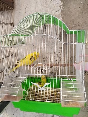 it davasi 2019: Sari quslar cüt 40 Azn — 6