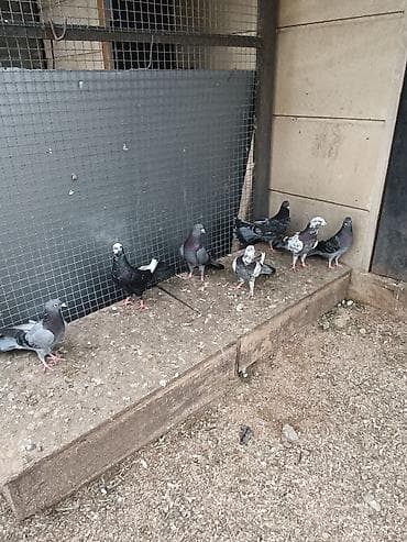 itlerin satisi ucuz: 15-50₼ arası satılır — 2