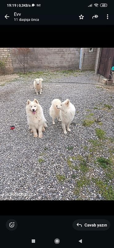 5 gunluk is elanlari: Samoyed, 10 ay, Dişi, Cütləşmə üçün, Ünvandan götürmə — 3