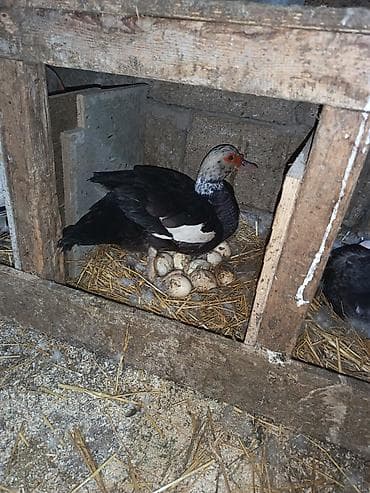 ağdaş yemi: Dişi, | Lal ördək, Damazlıq — 3