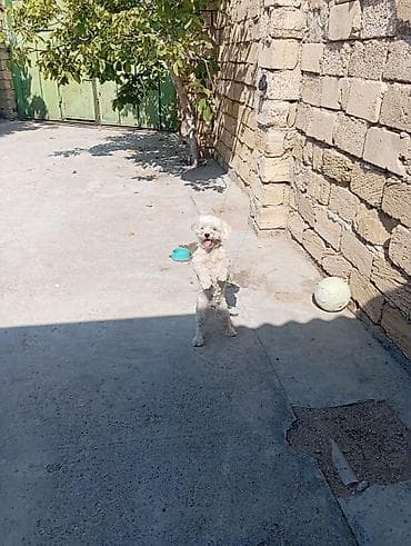 пудель собака цена: Maltipoo tipli kiçik ölçülü it (ağ-krem rəngli, qıvırcıq tüklü) – — 2