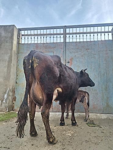 Собаки: 20 litir süd verir 2 qarına düyədi 10 gündü doğub balası dişdi — 2