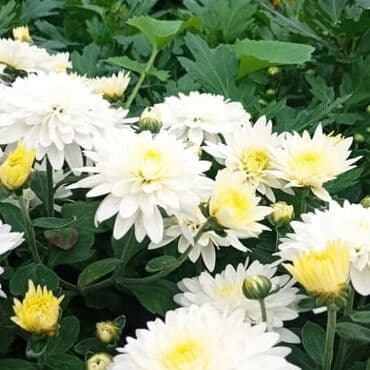 topdan gül satışı: Xrizantema payızgüllərinin topdan və pərakəndə satışı. Qiymətlər — 17