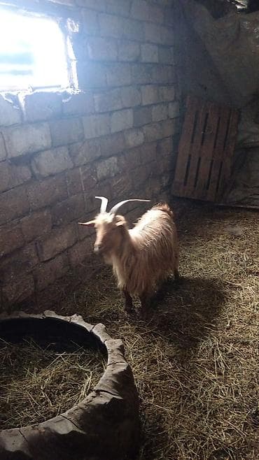 ətlik inək cinsləri: Qoyun-keçi təsərrüfatı üçün uzun tüklü yerli keçilər - Cins: uzun — 2