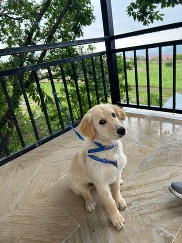 отдам собаку в хорошие руки: Ретривер, 6 месяцев, Самец, С прививками, Самовывоз — 3