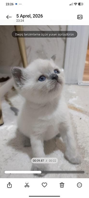 siyam pişiyi: Yaxşı əllərə — 3