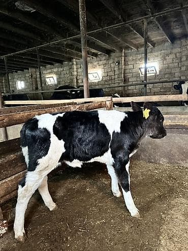 it adlari disi: Holştayn cinsli buzov • Qara‑ağ rəngdə, qulaq birkası ilə — 2