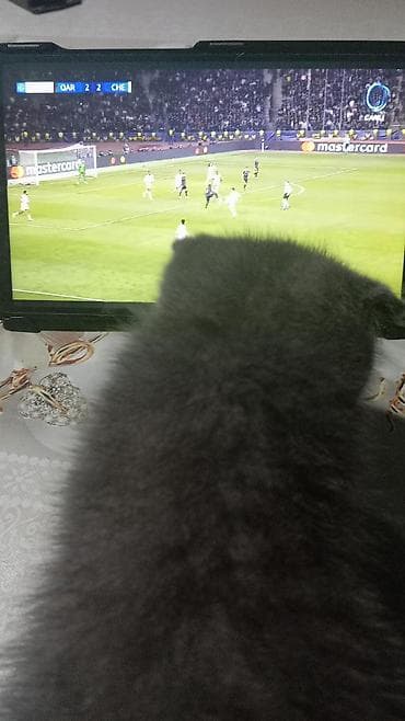 gencede it satisi: Şotland, Yaxşı əllərə — 2