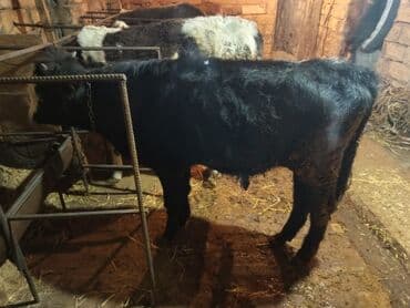 Qazlar: Erkey danalardır bordaga yarayır 3də ərkəydi qiymətdə cüzi endirim — 6