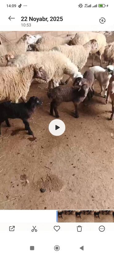 balasına sud verməyən qoyun nə adlanır: Balali 40bas cavan qoyunlardir ekiz doğanda var qiymeti 530 - Yerli — 1