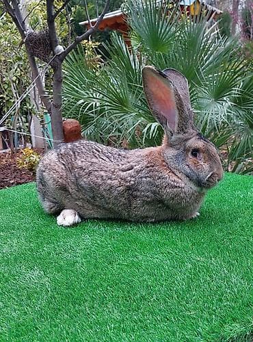 K/t heyvanları üçün mallar: Wekilde gorduyunuz 7 ayliq Rizen erkek satilir qan temiz bir — 6