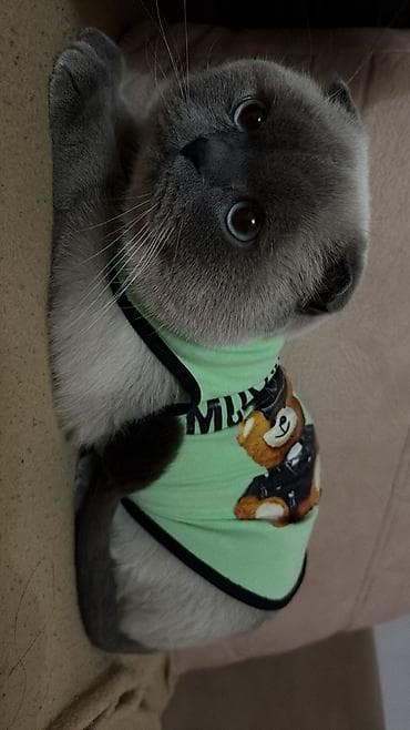 Dişi, Yaxşı əllərə