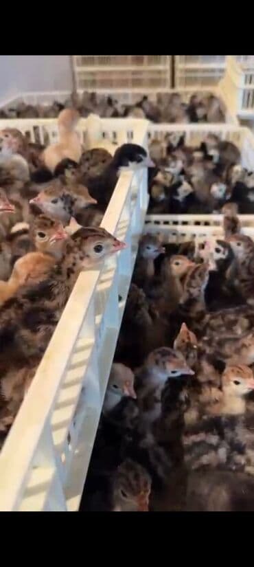 Птицы: Индюшата, Для разведения — 2