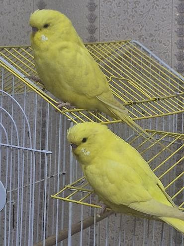 Məhsul: Sarı rəngli dalmatin (budgerigar) cütü – Cex bala 2 side