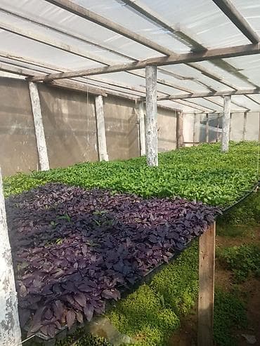 palcıq şiti: Istixana yetişdirilməsi – tərəvəz tingləri Məhsul: istixanada — 7