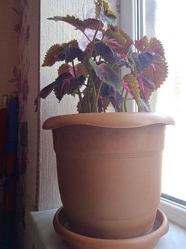 Dipçək gül lalafo.az -da Dipçək gül