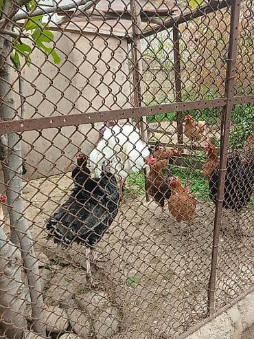 ucuz dik: Kanada induwqalari tam mayalali yumurtalari. Təsvir: - Ev şəraitində — 5