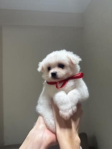 çoban iti balasi: Şpitz, 2 ay, Erkek, Pulsuz çatdırılma — 6