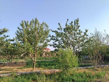 binə qəsəbəsi ats: 25 sot, Tikinti, Kupça (Çıxarış) — 13