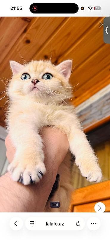 siyam pisik: Britan — 4