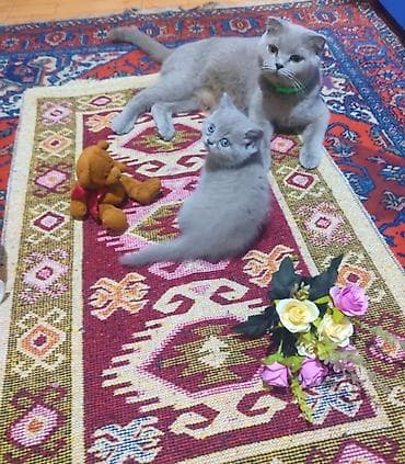 pişik pers: Шотландская, Самец, Самка, Самовывоз, Бесплатная доставка, Платная доставка — 3