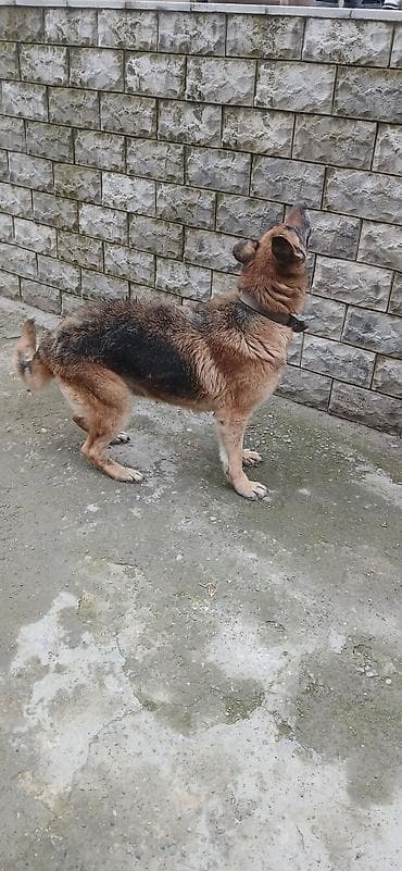 kreditle heyvan satisi: Alman çoban iti — 3