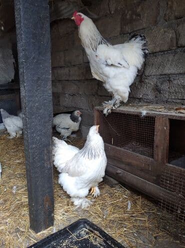 qırt toyuq: Toyuq, Brama, Damazlıq — 8