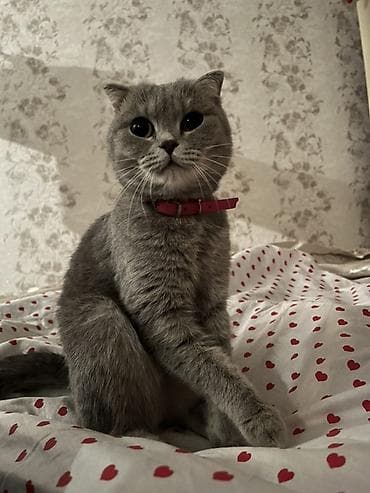 pişik yuva: Şotland, Dişi, Yaxşı əllərə — 3