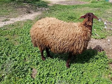 sud veren keci: Təmiz Qala cinsi sağlam heyvandir — 2