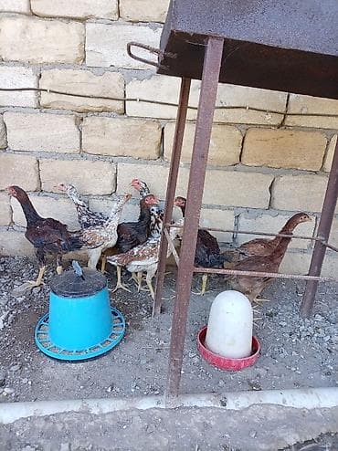simmental inək satılır: Toyuq cücələri, Damazlıq — 4