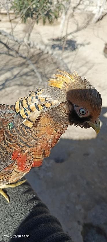 Heyvanlar üçün mallar: Qızılı qırqovul erkək 7 aylıqdı 55manat Qafqaz Rumun qırqovul cütü — 3