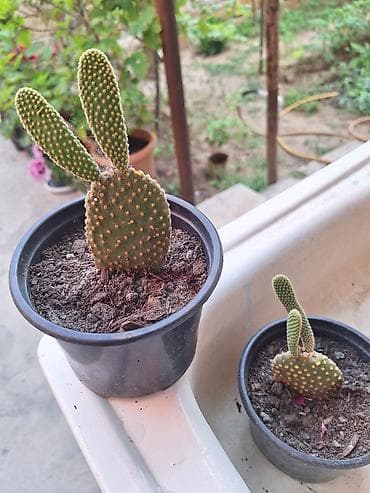 drasena bitkisi: Böyük qapalı bitki və sükulent dəsti - Begonia maculata (benekli — 9
