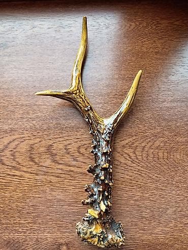 Təbii cüyür buynuzu (tək buynuz parçası) - Material: orijinal təbii