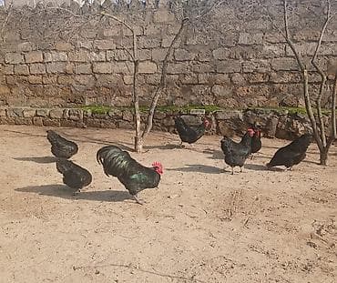 Yemlər: Toyuq, Australorp, Yumurtalıq, Ünvandan götürmə — 7