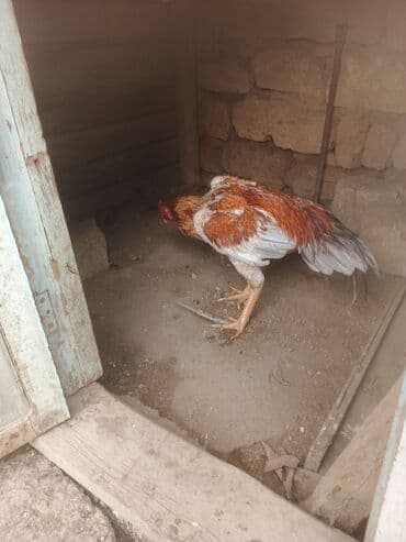 ingilis it adlari: Məhsul: Döyüş tipli xoruz Təsvir mart becəsi.cins heyvandir.real — 3