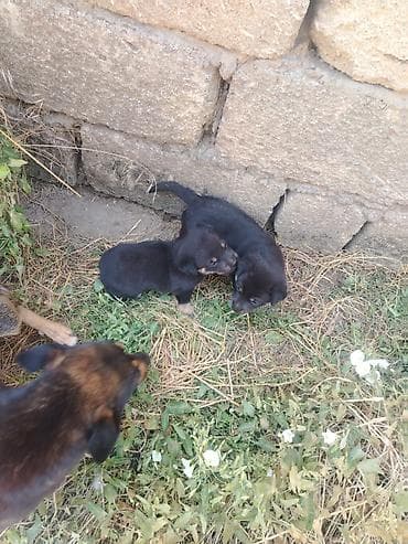 ev heyvanları satışı: 2 il, Dişi, Ünvandan götürmə — 3
