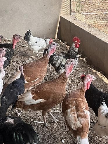 hind guşu: Məhsul: Hinduşkalar 3aylıq (dişi erkək)-15 ədəd:1 ədədi -25 azn — 2