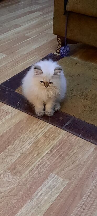 Digər avtomobillər: Şinşilla, Erkək, Yaxşı əllərə, Ünvandan götürmə — 5