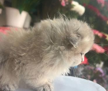 pişik tualeti: Britan — 7